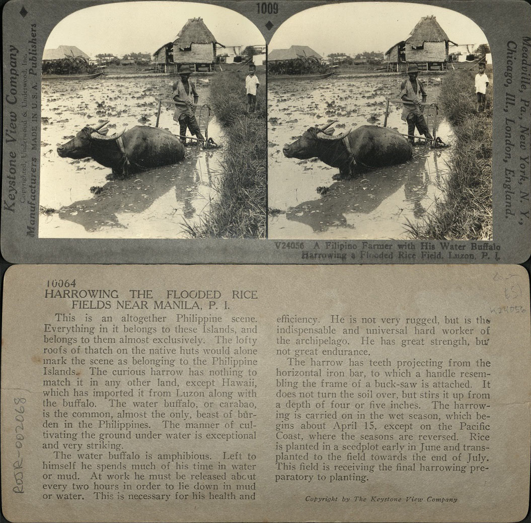 A Filipino Farmer with His Water Buffalo Harrowing a Flooded Rice Field, Luzon, P. I.